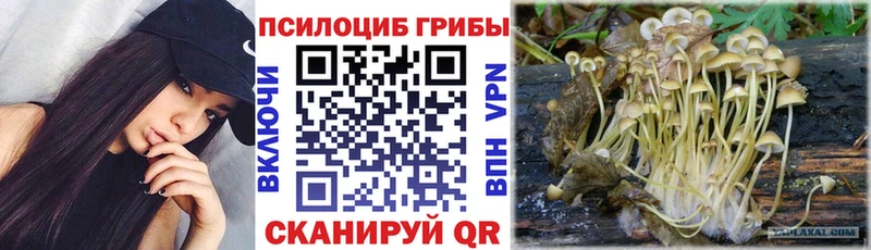 цена Дальнегорск Псилоцибиновые грибы MAGIC MUSHROOMS